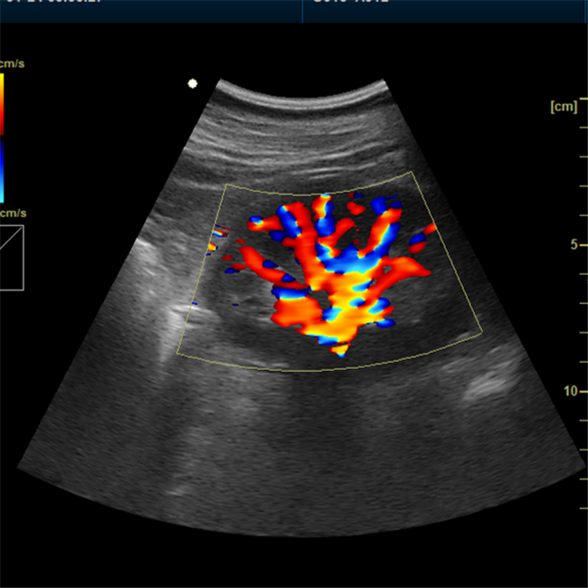3D 4D Veterinary Diagnostic Ultrasonic Imaging System, Ideal for Veterinary Service Center, Vet Clinics