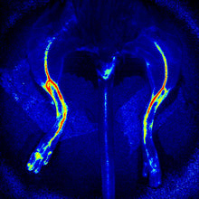 Load image into Gallery viewer, RFLSI Ⅲ Laser Speckle Imaging System